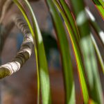 dracena obrzeżona