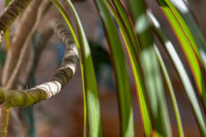 dracena obrzeżona