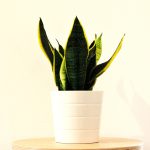 sansevieria6