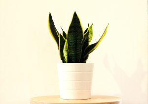 sansevieria6