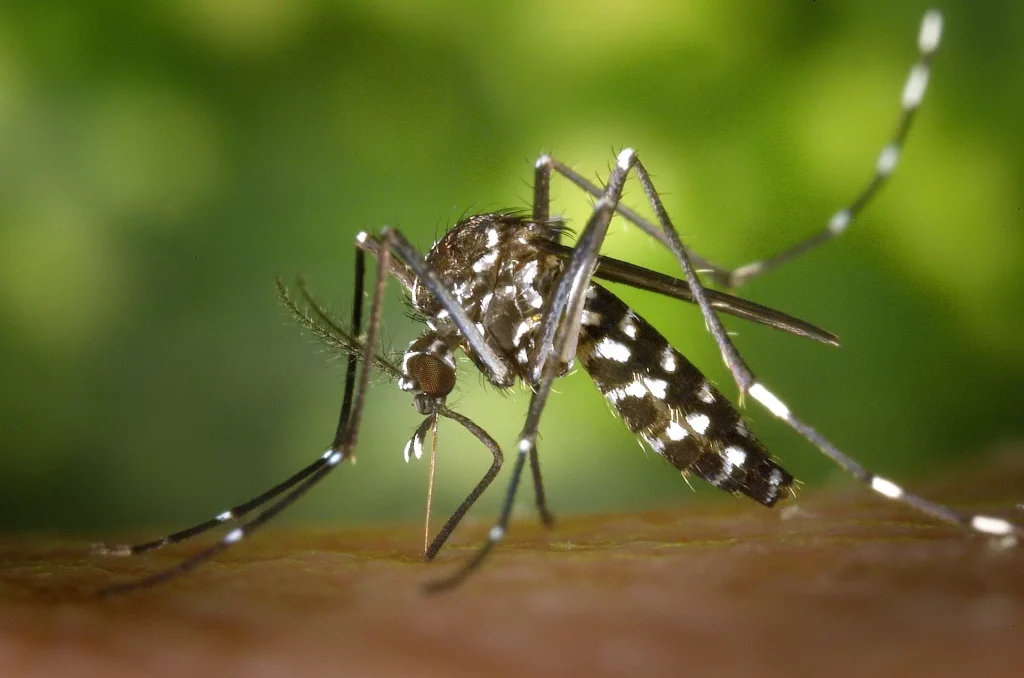 Jak długo żyje komar? Odkrywamy tajemnice życia tych owadów
