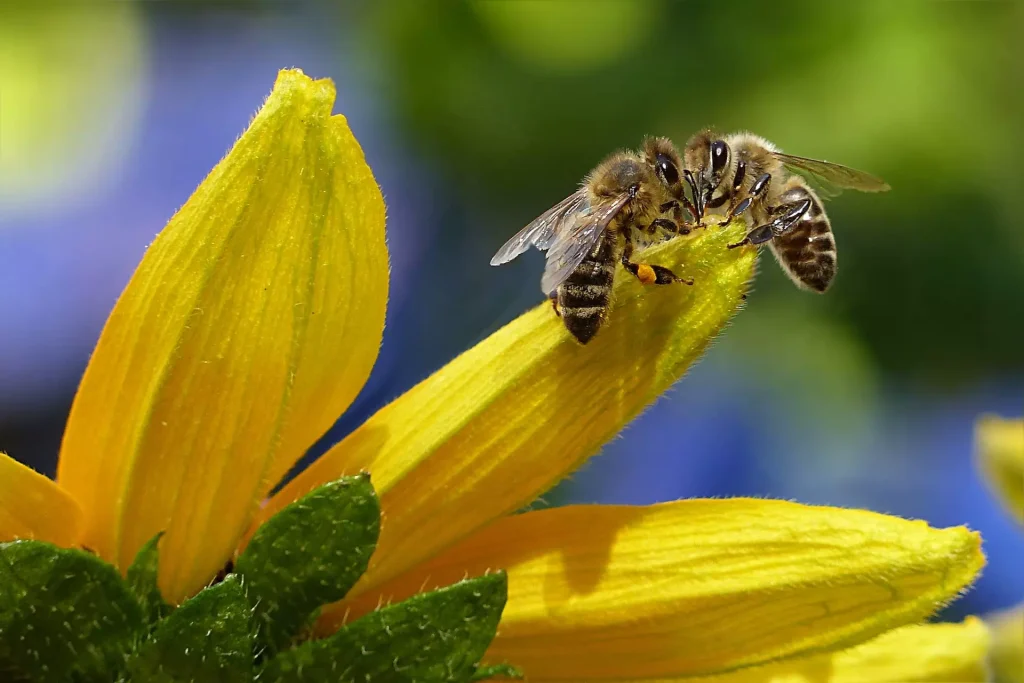 Pyłek pszczeli – jak długo stosować? Dar odporności prosto z ula!